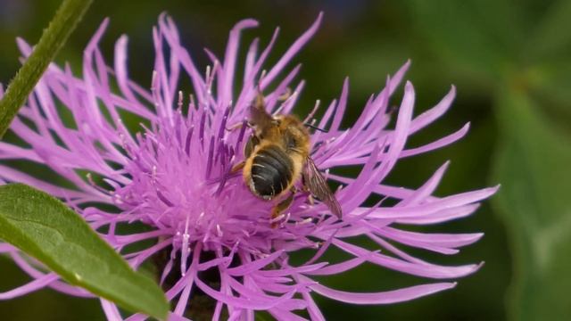 Patchwork Leaf-Cutter Bee on Knapweed смотреть онлайн