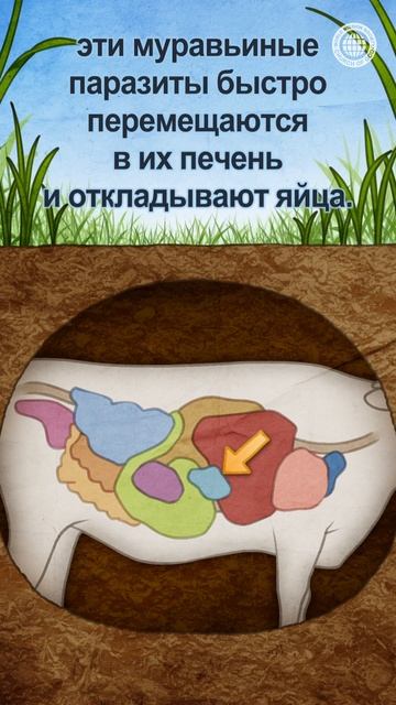 Невероятная стратегия муравьиных паразитов | Церковь Бога, Ан Санг Хонг, Бог Мать смотреть онлайн