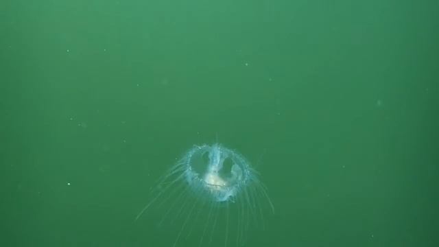 Freshwater Jellyfish (Craspedacusta sowerbii) Quemahoning Reservoir PA смотреть онлайн