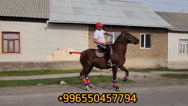 ЯПОН зарда толо Нурикте смотреть онлайн