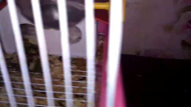 У меня есть 3 хомяк Сёма и улица и т.д 🐹 🐹 🐱 смотреть онлайн