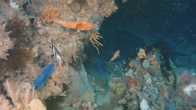 D530V OrcaTorch Video Light review смотреть онлайн