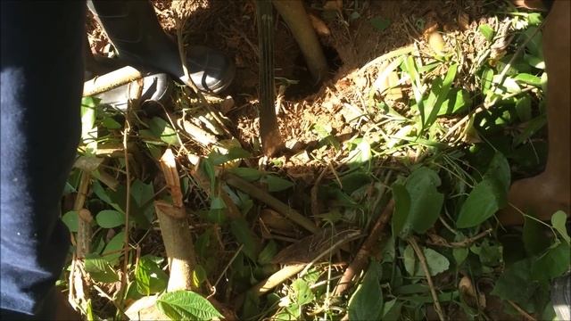 Guyanese Hunting Technique 2, Agouti (Akuri) Caught Live. смотреть онлайн