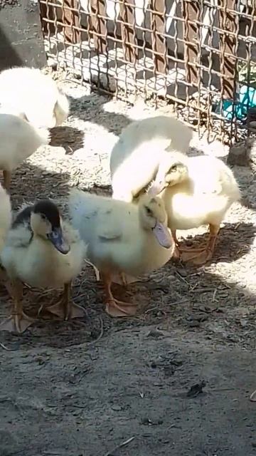 утята против цыплят смотреть онлайн