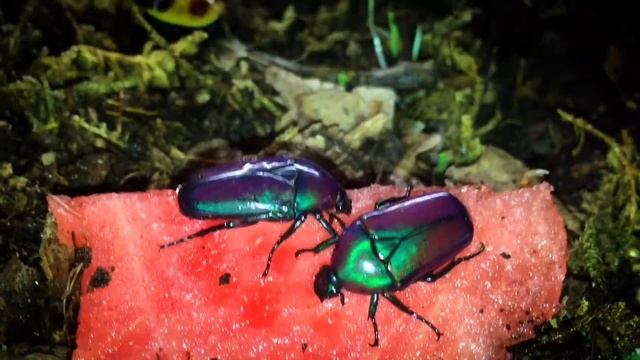 Rosenkäfer - Pachnoda marginata peregrina und Chlorocala africana oertzeni смотреть онлайн