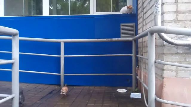 голуби гопника загнали кошку на подконик смотреть онлайн