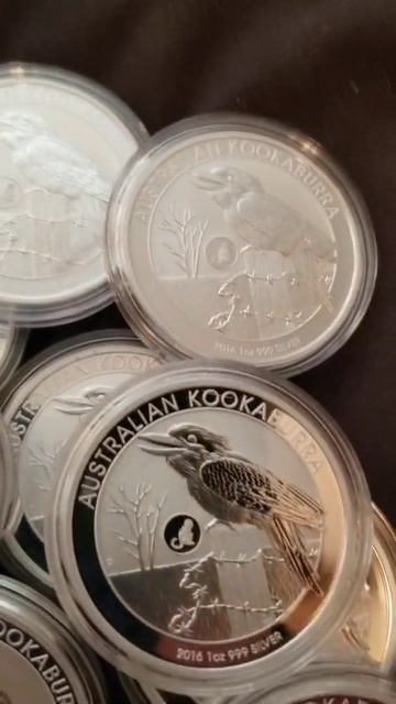 Silver Australian Kookaburra's. смотреть онлайн