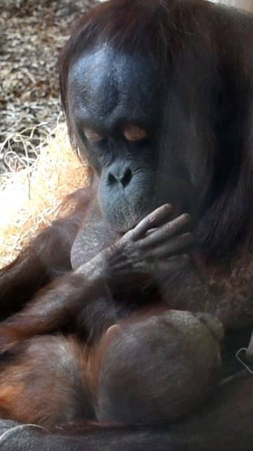 Sari as a Madonna and Child#shorts#funny#orangutans#funnyanimals#funnyvideo#zoo#monkeys смотреть онлайн