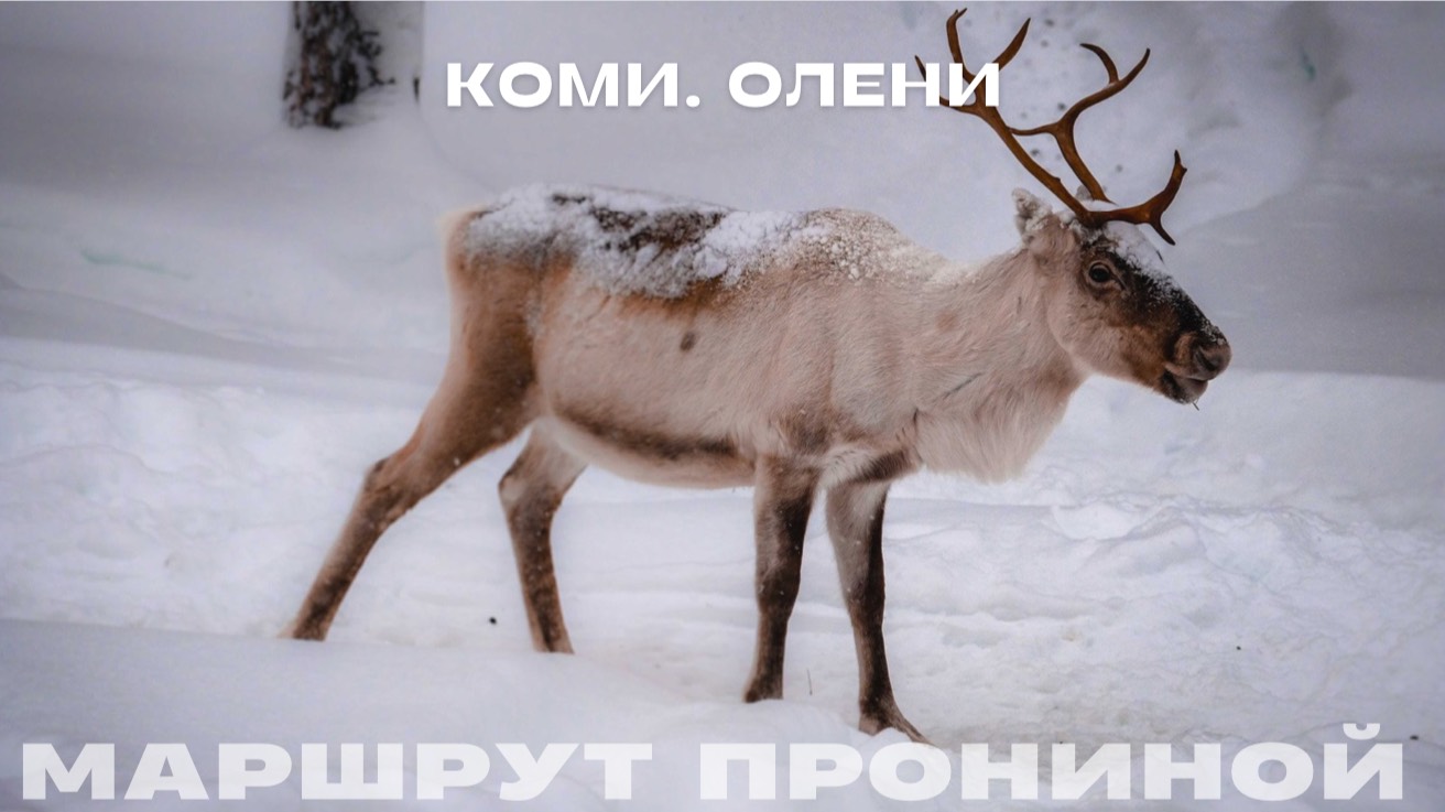 Республика Коми. Олени // Маршрут Прониной