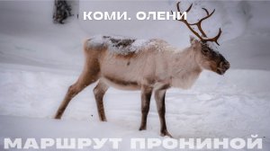 Республика Коми. Олени // Маршрут Прониной