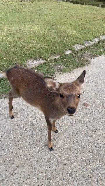 Sweet and Friendly Baby Deer🥰 Kawaii #shorts #shortsvideo #japan смотреть онлайн