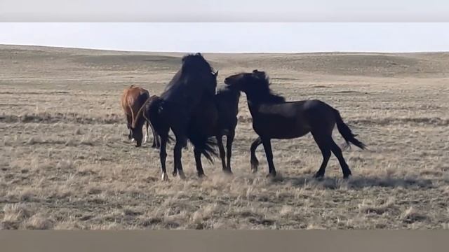 Жеребец... смотреть онлайн