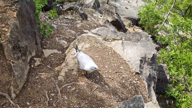утка вымогатель смотреть онлайн