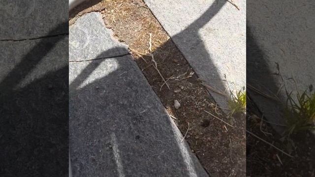 Stekel podalonia смотреть онлайн