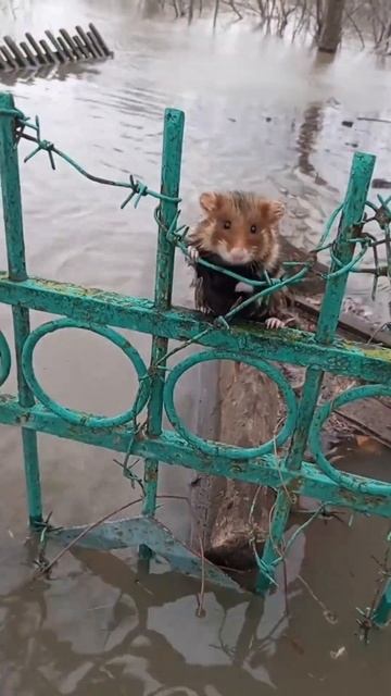 Rescuer saves hamster from floodwaters: dramatic scene in Petropavlovsk смотреть онлайн