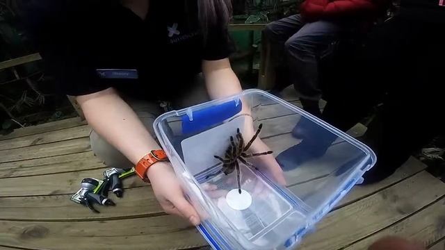 Tarantula Encounter смотреть онлайн