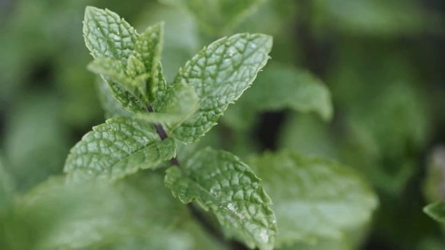 How to Get Rid of Spiders in the House Fast (Only 2 Minutes) смотреть онлайн