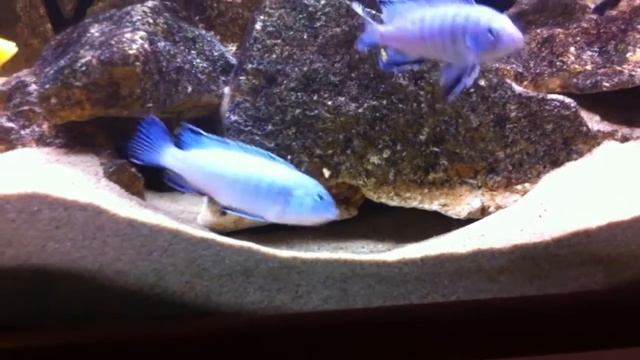 Pseudotropheus socolofi Breeding .MOV смотреть онлайн