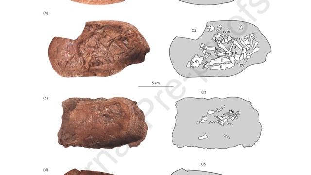 A Frozen Prehistoric Wolf Pup & More - 7 Days of Science смотреть онлайн