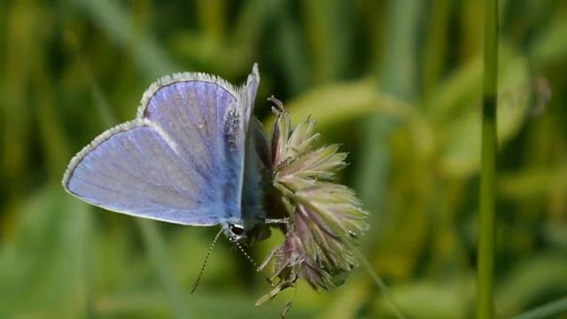 Polyommatus icarus (m) Choisy le Roi 05.2018 - FRANCE смотреть онлайн