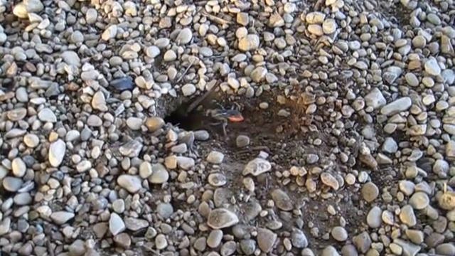 Digger Wasp смотреть онлайн