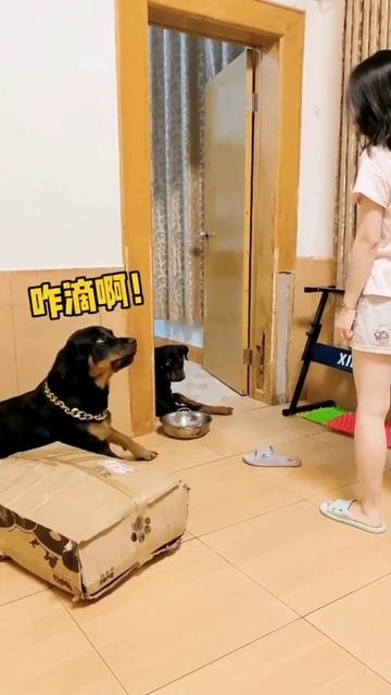 Funny Dog, Funny Shaking - Dog Funny Reaction #Shorts смотреть онлайн