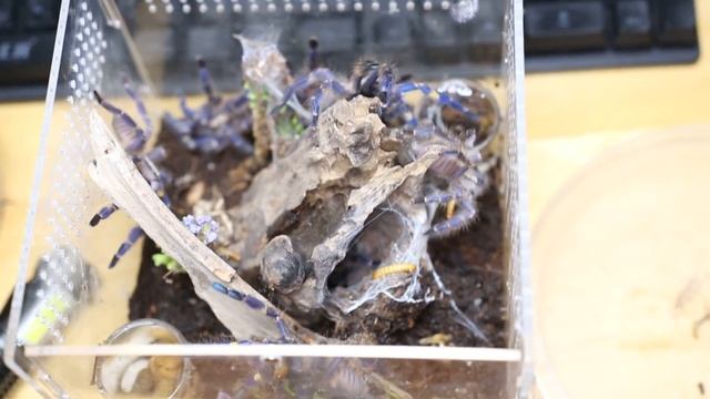 Poecilotheria metallica Communal Feeding смотреть онлайн