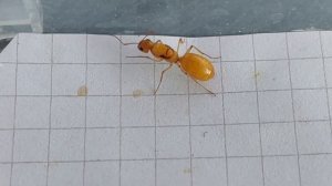 Camponotus turkestanus (China) vs Camponotus fedtschenkoi (China) 20.02.2023