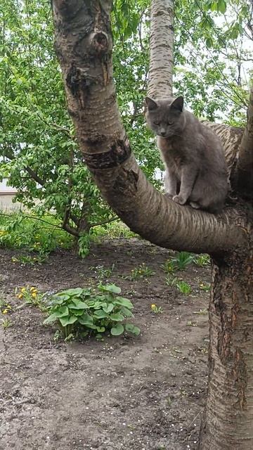 ушли сидит пришли сидит😂 #животные смотреть онлайн