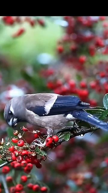 Beautiful birds short#youtube #animaladdicts #loveanimals смотреть онлайн