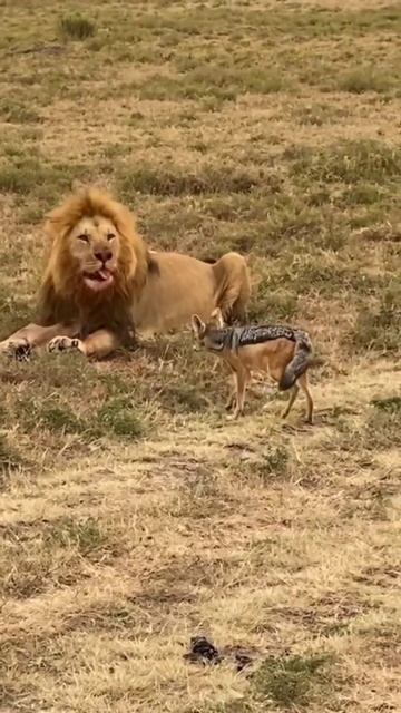 A lions stare scares off the Black backed Jackal | #Shorts смотреть онлайн
