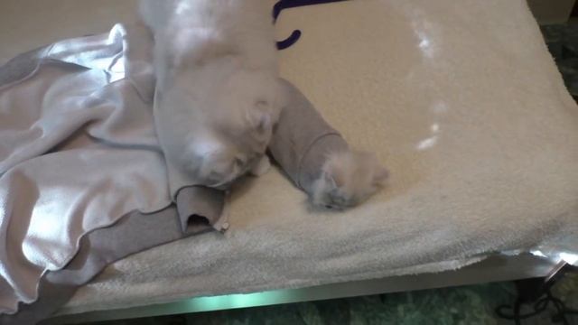 Видеонарезка "Кошки наше все!" смотреть онлайн