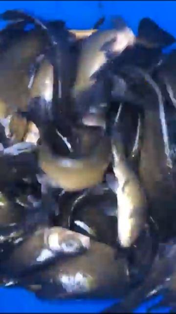 Линь смотреть онлайн