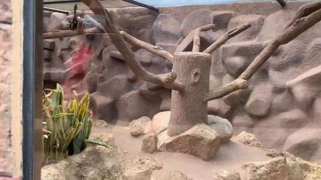 Monkey park zoo,Los cristianos-Tenerife, Spain смотреть онлайн
