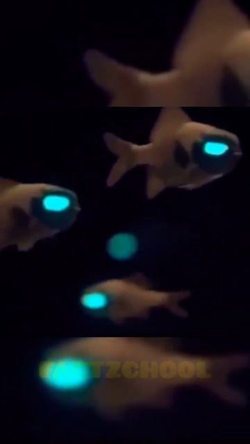 আপনি কখনো এরকম মাছ দেখেন নি | Flashlight Fish | Amazing Facts in Bangla | #shorts смотреть онлайн