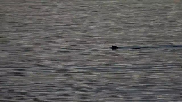 099. SEAL - РАЗГОВОР С ТЮЛЕНЕМ - Oct 29, 2016 смотреть онлайн