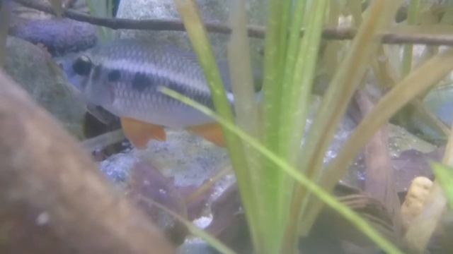Crenicara Punctulatum With Fry