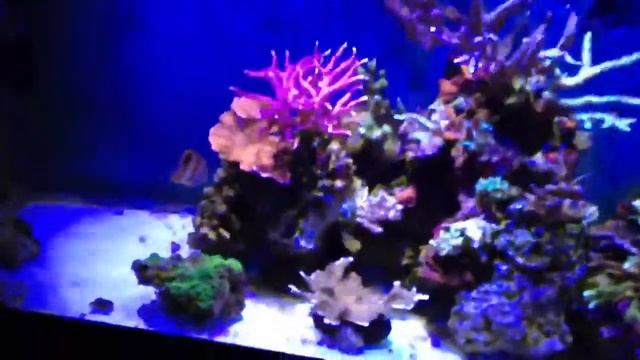 Copperband butterfly смотреть онлайн