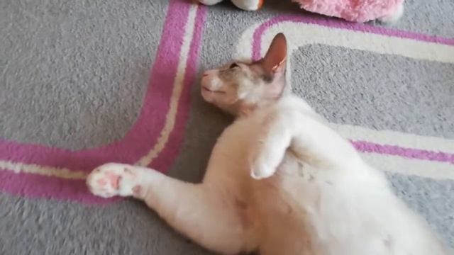 Кот качает пресс смотреть онлайн