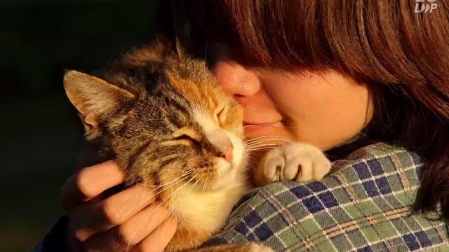 кошачий тик ток 1 смотреть онлайн