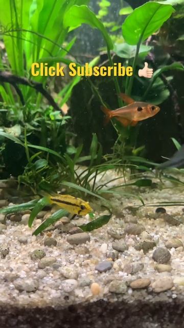 Apistogramma agassizii#tropicalfish #plantedtank #aquascape #shrimptank #cichlid #mentalhealth смотреть онлайн