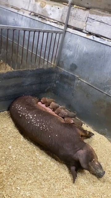 #Свиньи дюрок#опорос 2023# смотреть онлайн