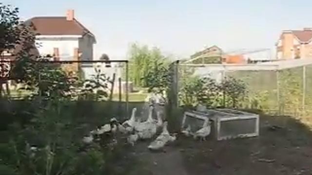 Дворовая охота на гусей смотреть онлайн