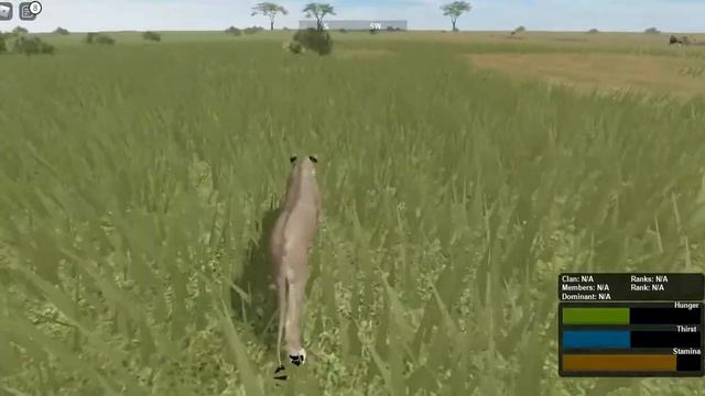 Wild Savannah Lioness hunt zebra ROBLOX PART 1 смотреть онлайн