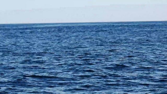 Киты Минке в туре Встрача с Китами смотреть онлайн