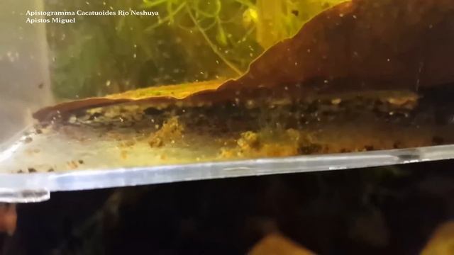 Fry of Apistogramma Cacatuoides Rio Neshuya "Pucallpa" смотреть онлайн