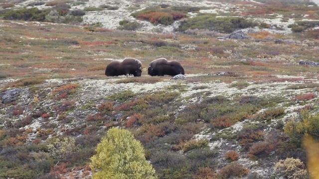 Muskox fight смотреть онлайн