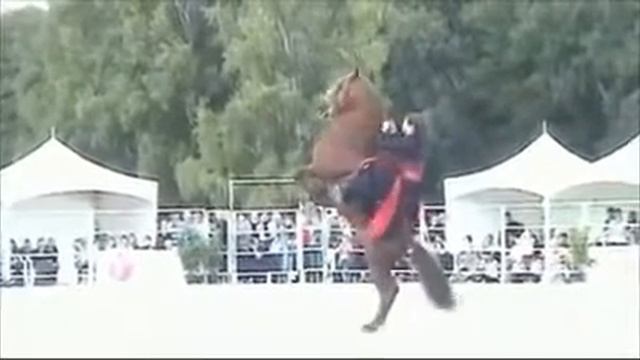 Карачаевская лошадь смотреть онлайн
