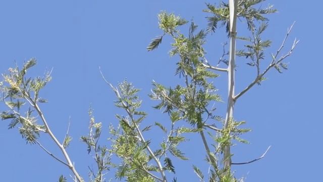 Acacia Dealbata (Acacia dealbata) La Paz, Bolivia смотреть онлайн