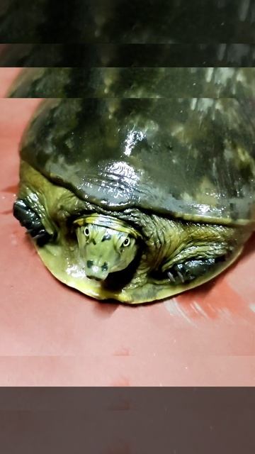 RescueTurtle || Short video || #shorts #turtle смотреть онлайн